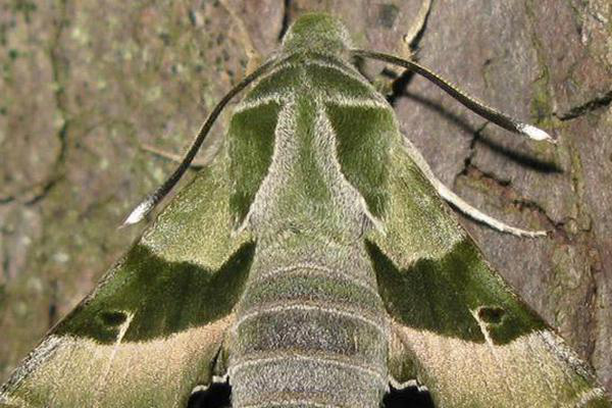 image for Moths Conservation Program of Vitoria-Gasteiz