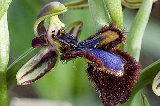 image for Orchids Conservation Program of Vitoria-Gasteiz