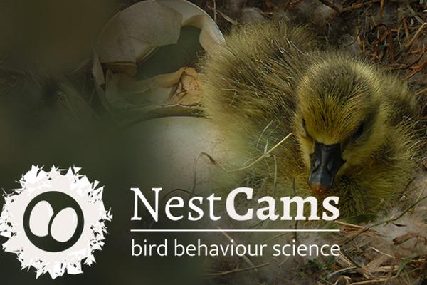 NestCams: Watch birds on their nests and help us find out more about their breeding behaviour!