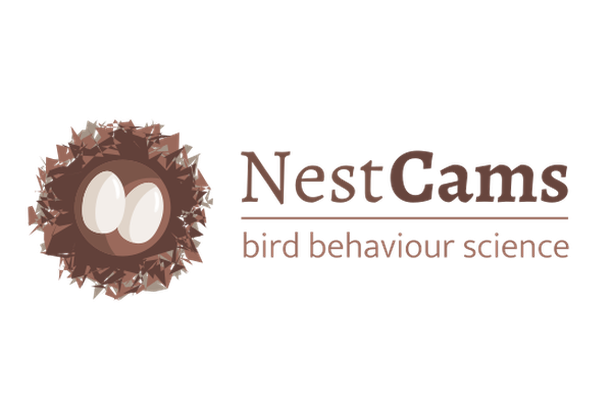 image for NestCams: Watch birds on their nests and help us find out more about their breeding behaviour!