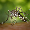 image for Citizen science provides a reliable and scalable tool to track disease-carrying mosquitoes