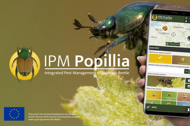 image for IPM Popillia