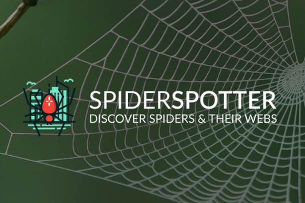 image for SpiderSpotter