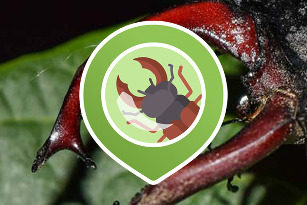 image for BOB - Behavioural Observations in Beetles